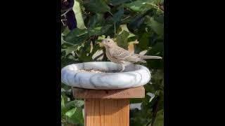 House Finch