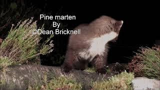 Go wild with your Gopro, Pine marten by Dean Bricknell / Eden images