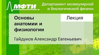 Основы анатомии и физиологии, Гайдуков А. Е. 02.09.2021г.