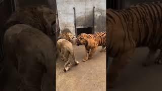 Tiger Bagh shorts video #mojiul vlog#