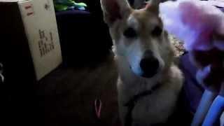 Pixie Eats Candy Floss For The First Time - GSD - German Shepherd Dog