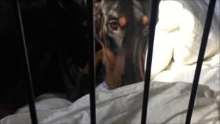 Loki the Doberman is sad