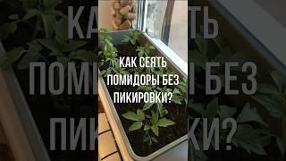 Как сеять ПОМИДОРЫ БЕЗ ПИКИРОВКИ? Посев и выращивание рассады.