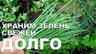 Храним ЗЕЛЕНЬ В ХОЛОДИЛЬНИКЕ долго / How to store GREENS in the refrigerator for a long time