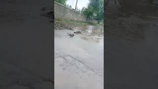 #travelanimator #flood #villagelife #earnmoneyonline #swimming #barish #saminasyed #rain #mela