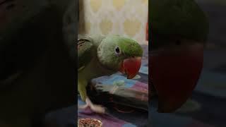 alexgender parrot meri meenu kuti  #shortsvideo #viral #alexander #bird