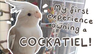 My First Experience Owning a Cockatiel! | Bird Vlog