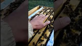 Как гладить #savethebees #beekeeper #natural #пчелы #пасека #пчеловод