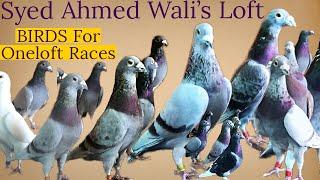 Racing Pigeons Of Syed Ahmed Wali's Loft For Different Oneloft Races| Racing Pigeons | Racer Kabutar