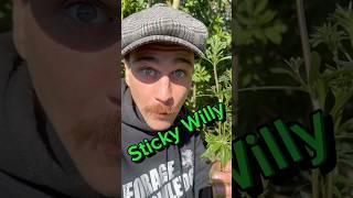 This Plant Can Heal Skin Conditions! 