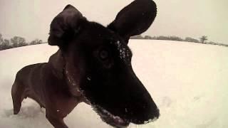 Nelly Bavarian mountain hound, in the snow