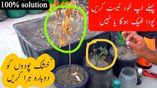 Save Your DRY PLANTS with These Expert Maintenance Hacks