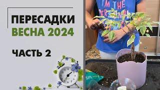 Пересадки весна 2024 часть 2. Озеленение детской. Пересаживаем: эуфорбия, сингониумы, афеландра и др