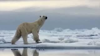 Polar bear IN ACTION   Seal hunting #tigerbear #animals #birds