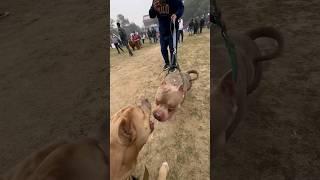 Savdhani hati dhurgatna gati‍ Full vlog on channel ️ #amanandbully #pitbulldog #dogshow