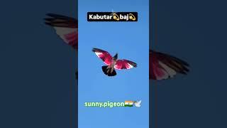VIRAL #shorts #viralvideo #trending  #subscribe #viralvideo @sunny.pigeon ️