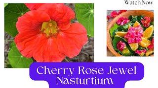 Interesting facts about Cherry Rose Nasturtium