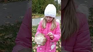 Глядите какой огромный гриб я нашла!  #reels #грибы #лес #mushroom #nature #shorts #природа