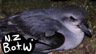 Fulmar prion - New Zealand Bird of the Week