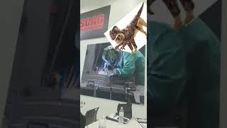 Raptor dog(3)