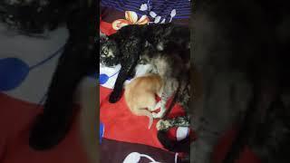 kittens love