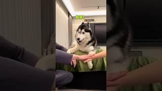 媽咪：玩個遊戲咋滴還搞孤立捏...#哈士奇 #超级侦探认真办案