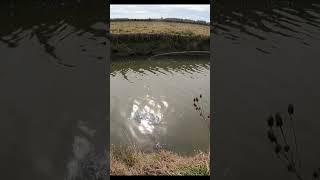 PEJERREYES DEL CANAL  #mdqteam #fishingmethods #pesca #pescadores