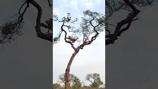 Leopard Hunts Monkey in a High-Stakes Treetop Chase!
