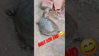 kachhuwa ki chal #shaky #shortvideo #shortfeed #trendingshorts #shorts #dk #dk production 07