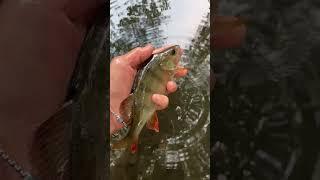 Three species of fish from a small woodland pond, including perch