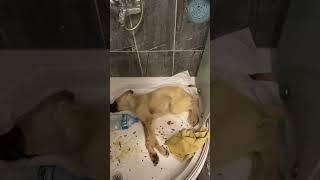 Rescue dog in critical condition #rescue #lovedog #dogrescue #dog #cat #rescuecat