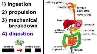 The Digestive System