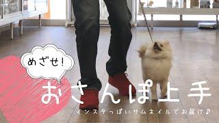 子犬のしつけ 上手なお散歩の練習 ポメラニアンの子犬とチャレンジ！リーダーウォークの練習の準備^0^