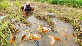 Wow amazing! today catching a lots of beautiful japan koi fish at rice field to raising