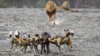 Lions Come Across Wild Dogs Catching Twin Baby Buffaloes