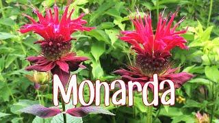 Monarda Is More Than Just a Pretty Flower