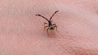 Gathering observations in the forest: beetles, mantises, katydids and unusual insects