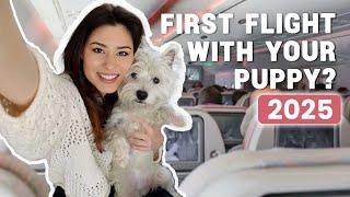 How To Fly With Your Dog In The Cabin In 2024 | Our experience bringing our Westie puppy on a plane