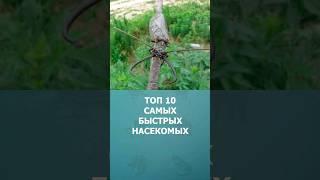 Топ 10 самых быстрых насекомых #шортс #топ10 #насекомые #ютубшортс #shorts #малышам #комарик