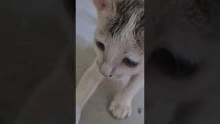 The Daily Meow #cat #cute #cutecat #kitten #funny #cutecates