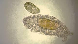 Water bear (Tardigrade) meets Paramecium