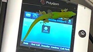 Gecko Caught Making Phone Calls From Hawaii Animal Hospital