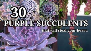 30 PURPLE SUCCULENTS that will steal your heart. # 108