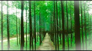 EP3.이른 아침의 메타세콰이어 숲길 / Korea's Beautiful Road / Metasequoire Forest Road in the Early Morning