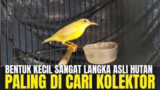 CUMA SI MAS YANG PUNYA ! BENTUK KECIL SANGAT LANGKA PALING DI CARI KOLEKTOR