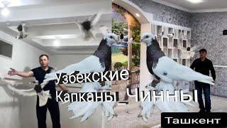 Уникальные Порода Голубей Капканы_Чинны от Убайдуллы Республика Узбекистан город Ташкент,Pigeons!!!