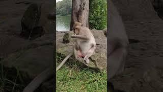 Beautiful long tail mother ️ monkeys #monkeyvideo #monkey #animals