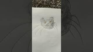 Realistic Cat drawing technique     Level 1-5