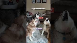 Poor Kita, she’s always being pestered  #shorts #funnydog #comedy #dogs #huskylife #husky #lol