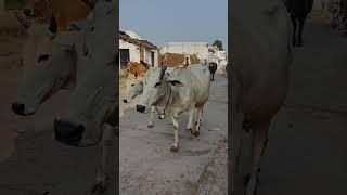 meri gaiya aati hai mujhko doodh pilati #cow #animals #merigaiyaaatihai #gaumatakijaiho #cowlover